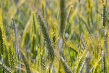 Wheat field with unripe wheat swaying in the wind