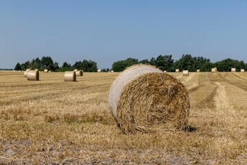 Fototapeta premium twisted straw stacks after harvest