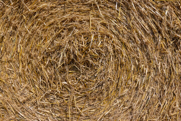 twisted straw stacks after harvest