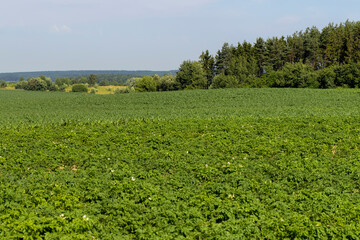 Fototapeta na wymiar An agricultural field where green potatoes grow