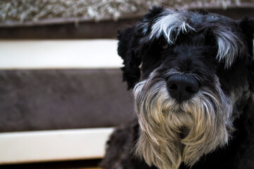 Giant Schnauzer rests looking into the camera lens. Close-up.