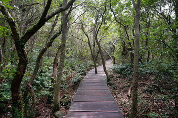 footpath in the woods