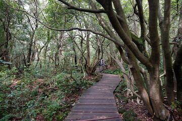 old trees and walkway in spring forest