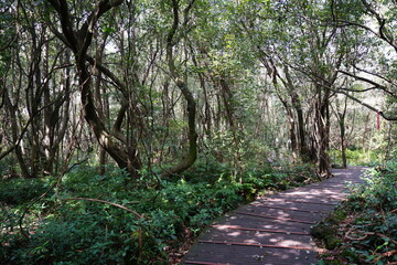 old trees and walkway in spring forest