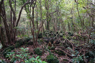 thick wild forest with old trees and mossy rocks