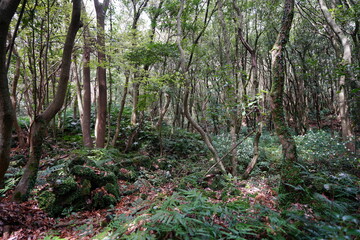 thick wild forest with old trees and mossy rocks