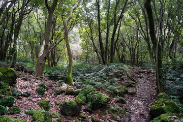 mossy rocks in wild forest