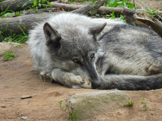 White arctic  wolf at Parc Omega in Montreal, Canada