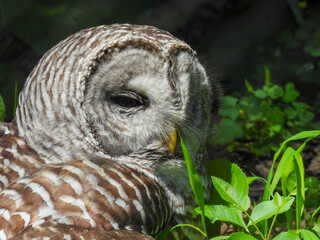 Barred owl sitting in the grass in Quebec city, Canada