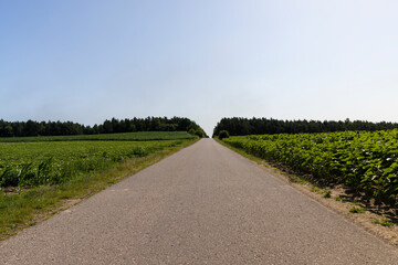 A narrow paved road through a field with sunflowers