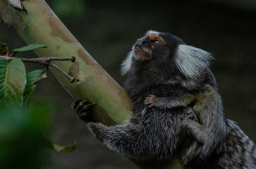 sagui de tufos brancos com filhotes,