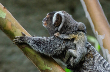 sagui de tufos brancos com filhotes,