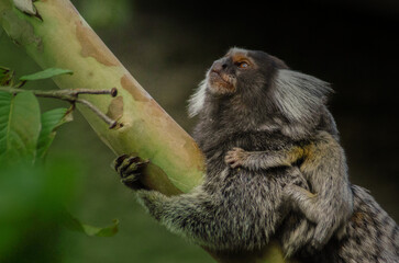 sagui de tufos brancos com filhotes,