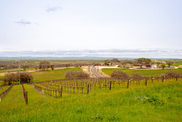 Fototapeta na wymiar vineyards in paso robles , Landscape along the California State Route 1 - Pacific Cost Highway