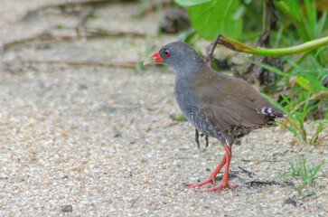 TURU-TURU OU PAI LUIZ NEOCREX