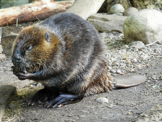 Elderly blind beaver in the bio-dome in Montraeal, Canada © Lisa