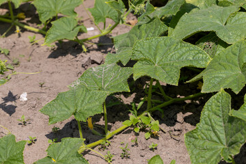 green cucumbers on a flying field