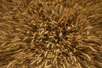 Aerial View of Wheat Heads