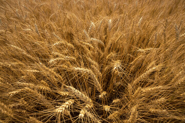 Wheat heads in golden field