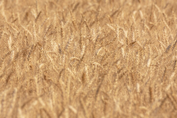 Wheat Heads in Wheat Field