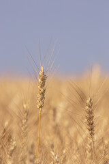Wheat Seed Heads