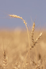 Wheat Seed Heads