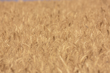 Golden Wheat Field Ready for Harvest