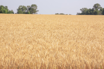 Golden Wheat Field