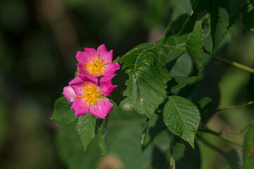 Pink Western Wild Rose
