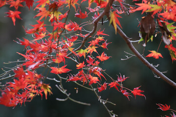 日本楓の紅葉