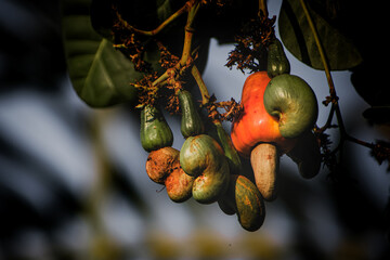 Closeup shot of Cashew apple with nut hanging on its branch.