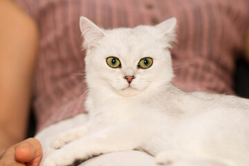 close-up portrait of a cat