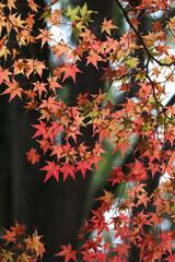 日本楓の紅葉