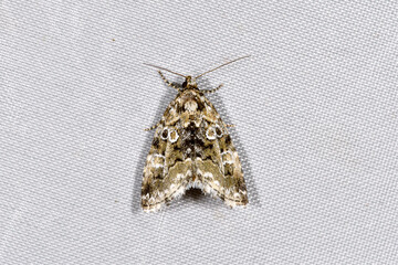 キモンコヤガ（北海道・層雲峡）
