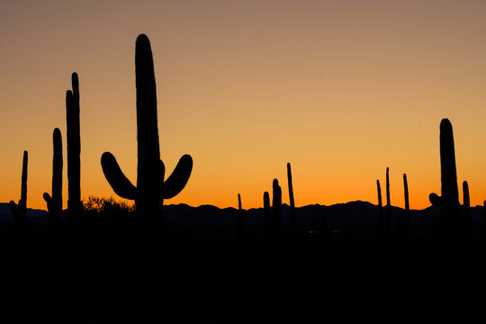 Tucson Arizona Sunset with Saguaro Cactus Silhouettes