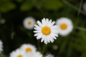 white daisy flower
