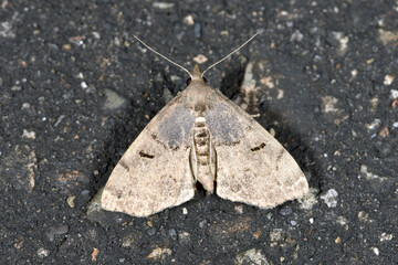 ネグロアツバ（北海道・様似町）
