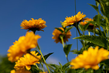 Orange flowers in windy weather