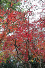 日本楓の紅葉