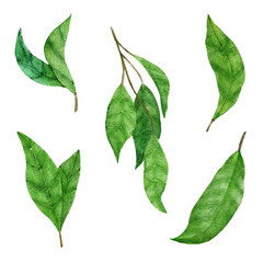 Hand drawn watercolor illustration of green leaves. Citrus lemon leaf greenery, summer elegant foliage deisgn, natural texture vibrant nature element.