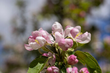 A beautiful blooming apple tree in a spring orchard