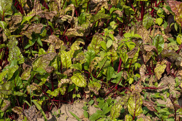 Naklejka na ściany i meble Green red beet foliage for cooking borscht