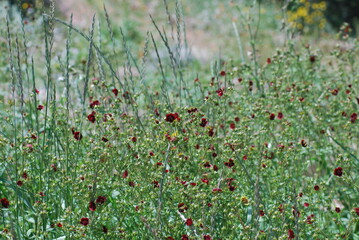 Field of flowers