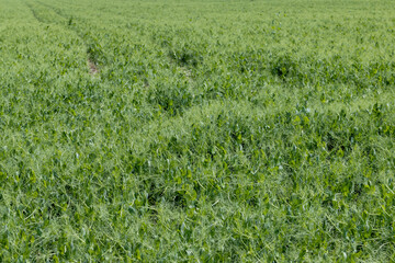 An agricultural field where green peas grow during flowering