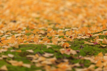 秋に落葉したイチョウの葉が緑の苔の上を埋め尽くします