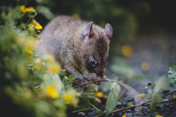Giant african pouched rat in a garden with pansies