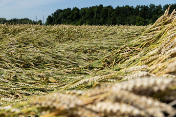 An agricultural field where wheat is grown