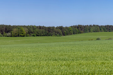 Fototapeta premium An agricultural field where green cereals grow