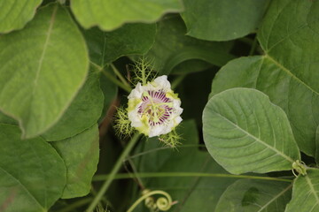 Passiflora foetida (common names: stinking passionflower, bush passion fruit, stoneflower,...