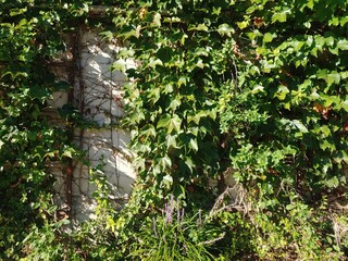 ivy on the wall